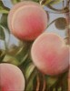 Lorenz Spring| Reife Früchte II (Pfirsiche), 2017 |Oel auf Leinwand, 35 x 27 cm | Ref. 5571