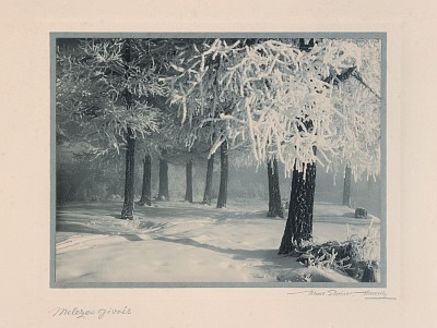 Mélèzes givrés, um 1930|Silbergelatineabzug|16,8 x 22,4 cm|Ref. U. 550