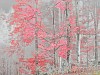 Sonja Maria Schobinger | Trees Nr. 30, 2018 | Fotografie 90 x 130 cm | Pigmentdruck auf Fine Art Papier Hahnemühle Photo Rag