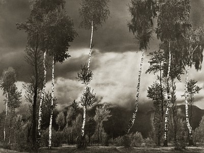 Düstere Landschaft mit Birken, Tessin bei Ascona, um 1930|Silbergelatine|17,4 x 23,3 cm|Ref. U. 587
